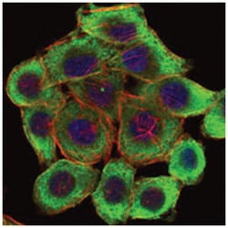 LIMS1, Mouse, Clone: 5G7, Abnova 100&mu;L; Unlabeled:Antibodies, Monoclonal