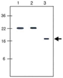 KIR2DL4, Mouse, Clone: 2H6, Abnova 100&mu;L; Unlabeled:Antibodies, Monoclonal