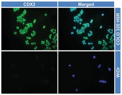 CDX2, Rabbit, Clone: EPR2764Y, Abnova 1 mL | Buy Online | Abnova Corporation | Fisher Scientific