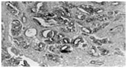 MMP3, Mouse, Clone: 1B4, Abnova 200 &mu;g | Buy Online | Abnova | Fisher Scientific