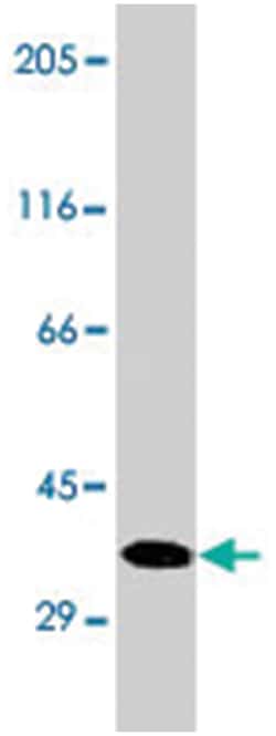 TP53I3, Mouse, Clone: 10A2, Abnova 100&mu;g; Unlabeled:Antibodies, Monoclonal