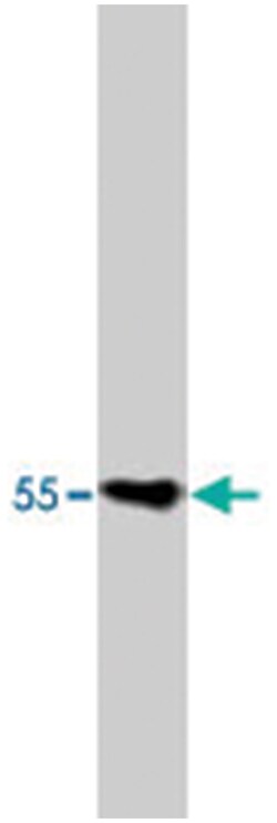 PTGER3, Mouse, Clone: 5F5, Abnova 100&mu;g; Unlabeled:Antibodies, Monoclonal