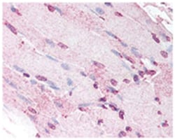 DEFA5, Mouse, Clone: 8C8, Abnova 100&mu;L; Unlabeled:Antibodies, Monoclonal