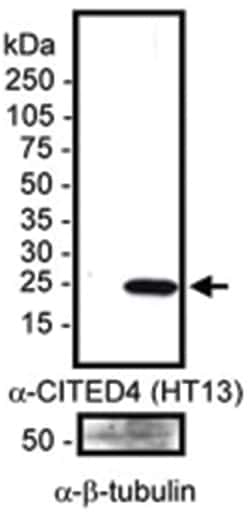 CITED4, Mouse, Clone: HT13-2D6.3, Abnova 100&mu;L; Unlabeled:Antibodies,