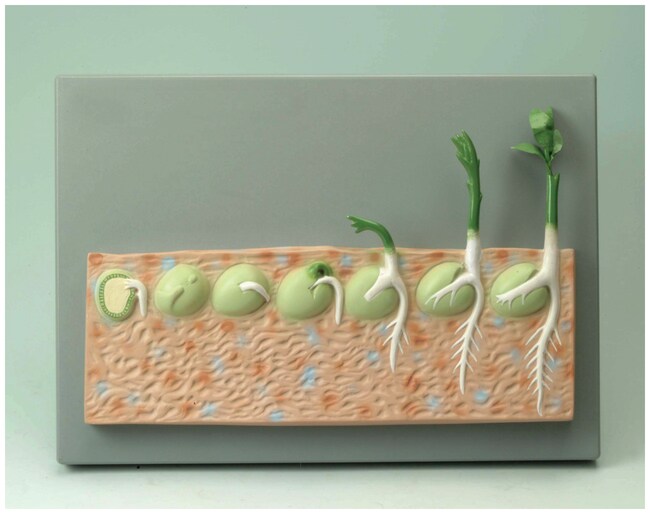 EiscoDicot (Pea) Germination Specimen Dicot germinationEducation