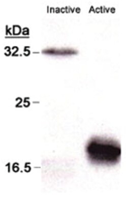 CASP3, Mouse, Clone: CPP32 4-1-18, Abnova 200&mu;L; Unlabeled:Antibodies,