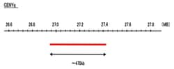 Abnova™ CENYq (FITC) FISH Probe
