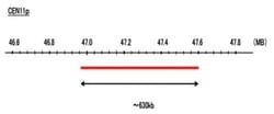 Abnova™ CEN11p (Cy5) FISH Probe