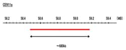Abnova™ CEN11q (DEAC) FISH Probe