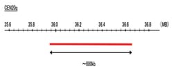 Abnova™ CEN20q (Texas Red) FISH Probe