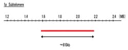 Abnova™ 1p Subtelomere (DEAC) FISH Probe