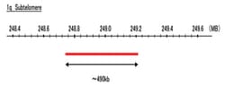 Abnova™ 1q Subtelomere (DEAC) FISH Probe