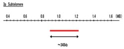Abnova™ 3p Subtelomere (FITC) FISH Probe