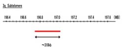 Abnova™ 3q Subtelomere (DEAC) FISH Probe