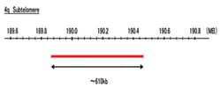 Abnova™ 4q Subtelomere (FITC) FISH Probe