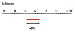 Abnova™ 8p Subtelomere (R6G) FISH Probe
