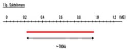 Abnova™ 11p Subtelomere (R6G) FISH Probe