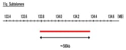 Abnova™ 11q Subtelomere (FITC) FISH Probe
