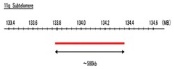 Abnova 11q Subtelomere (Texas Red) FISH Probe 20 &mu;L | Buy Online | Abnova&trade; | Fisher Scientific