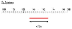 Abnova™ 13q Subtelomere (R6G) FISH Probe