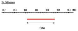 Abnova™ 16q Subtelomere (Cy5) FISH Probe