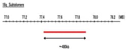 Abnova™ 18q Subtelomere (FITC) FISH Probe
