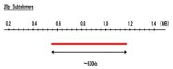 Abnova™ 20p Subtelomere (FITC) FISH Probe