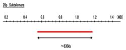 Abnova™ 20p Subtelomere (R6G) FISH Probe
