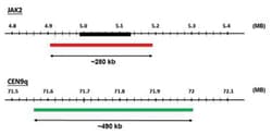 Abnova&trade;&nbsp;JAK2/CEN9q (Texas Red/FITC) FISH Probe