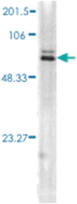 HSPA1A, Mouse, APC, Clone: 5A5, Abnova 100&mu;g; APC:Antibodies, Monoclonal