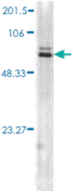 HSPA1A, Mouse, FITC, Clone: 5A5, Abnova 100&mu;g; FITC:Antibodies, Monoclonal