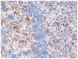 Kcna3, Mouse, R-PE, Clone: S23-27, Abnova 100&mu;g; R-PE:Antibodies, Monoclonal