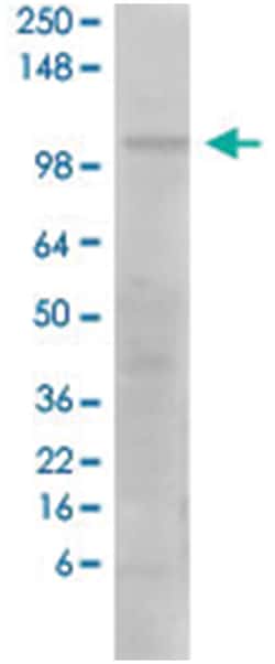 Grin1, Mouse, ATTO488, Clone: S308-48, Abnova 100&mu;g; ATTO488:Antibodies,