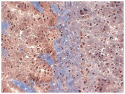 Kcnb2, Mouse, FITC, Clone: S37-89, Abnova 100&mu;g; FITC:Antibodies, Monoclonal