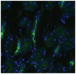 SLC12A3, Rabbit, HRP, Polyclonal Antibody, Abnova 100 &mu;g | Buy Online | Abnova Corporation | Fisher Scientific
