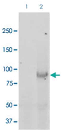 SCNN1B, Rabbit, HRP, Polyclonal Antibody, Abnova 100 &mu;g | Buy Online | Abnova Corporation | Fisher Scientific