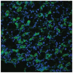 Aqp1, Rabbit, FITC, Polyclonal Antibody, Abnova 100&mu;g; FITC:Antibodies,