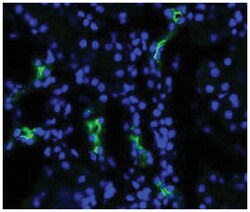 Aqp2, Rabbit, ATTO390, Polyclonal Antibody, Abnova 100&mu;g; ATTO390:Antibodies,