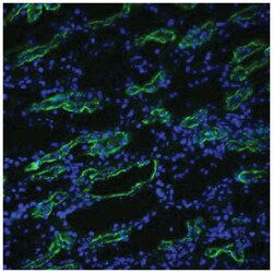 Aqp3, Rabbit, HRP, Polyclonal Antibody, Abnova 100&mu;g; HRP:Antibodies,