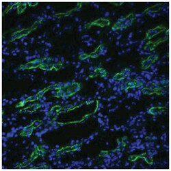 Aqp3, Rabbit, PerCP, Polyclonal Antibody, Abnova 100&mu;g; PerCP:Antibodies,