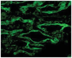 Aqp4, Rabbit, R-PE, Polyclonal Antibody, Abnova 100&mu;g; R-PE:Antibodies,