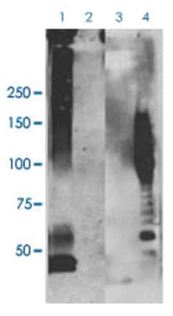 APP fibrils, Rabbit, ATTO390, Polyclonal Antibody, Abnova 100 &mu;L | Buy Online | Abnova Corporation | Fisher Scientific