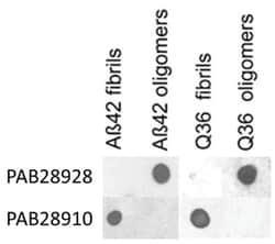 APP fibrils, Rabbit, ATTO488, Polyclonal Antibody, Abnova 100 &mu;L | Buy Online | Abnova Corporation | Fisher Scientific