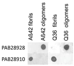 APP oligomers, Rabbit, Biotin, Polyclonal Antibody, Abnova 100 &mu;L | Buy Online | Abnova Corporation | Fisher Scientific