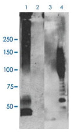 APP oligomers, Rabbit, PerCP, Polyclonal Antibody, Abnova 100 &mu;L | Buy Online | Abnova Corporation | Fisher Scientific