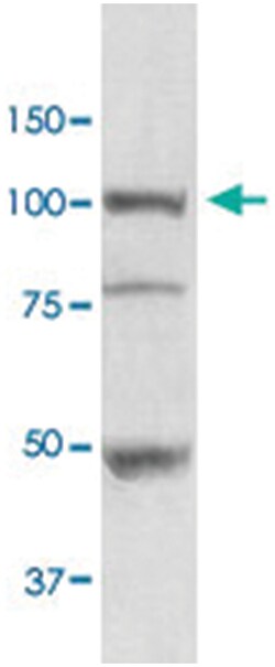 HSP90B1, Rabbit, R-PE, Polyclonal Antibody, Abnova 100 &mu;g | Buy Online | Abnova Corporation | Fisher Scientific