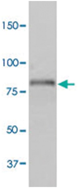 SLC9A3, Rabbit, ATTO594, Polyclonal Antibody, Abnova 100 &mu;g | Buy Online | Abnova Corporation | Fisher Scientific