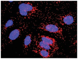 Abnova Corporation&nbsp;anti-CFLAR, CASP10 Protein Protein Interaction Antibody Pair, Abnova&trade;