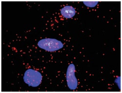 anti-CCND2, CDKN1A Protein Protein Interaction Antibody Pair, Abnova™