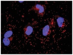 anti-SKP1, CTNNB1 Protein Protein Interaction Antibody Pair, Abnova™